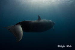 another minke passed the Binke by Steffen Binke 